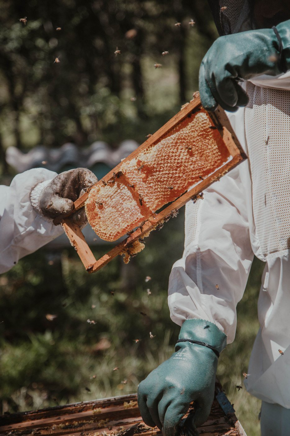 Découverte des abeilles avec des apiculteurs